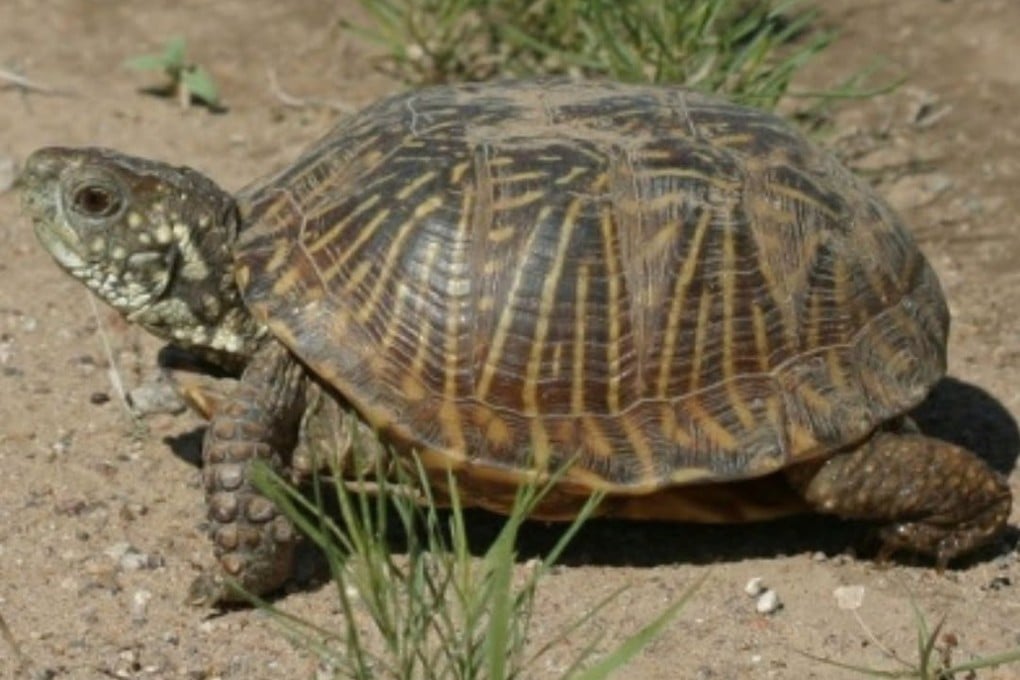 The two Chinese nationals were separately charged with illegally exporting US native species including the western box turtle, according to court documents. Photo: US Fish and Wildlife Service