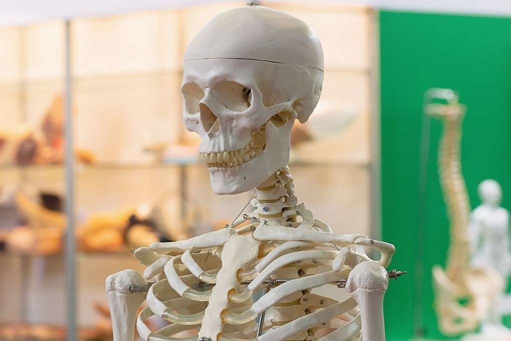 The connection between our bones and brain health runs much deeper than mere physical protection. Bone health has been found to profoundly affect brain function, memory and overall cognitive vitality. Photo: Shutterstock