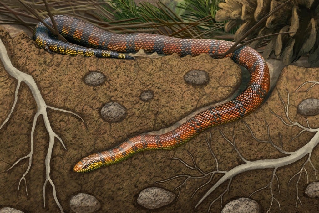 A visual reconstruction of Tametara mirim, a burrowing snake that dates back to the Cretaceous Period. An unusually well-preserved fossil of the snake has enabled researchers to reconstruct the snake’s brain anatomy. Photo: Reuters