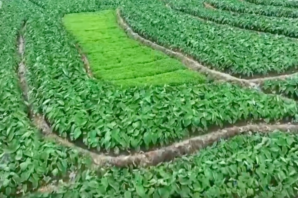 Hunan farmland that was supposed to be used for mandatory rice paddies was instead used for taro and other crops, according to the state broadcaster. Photo: CCTV