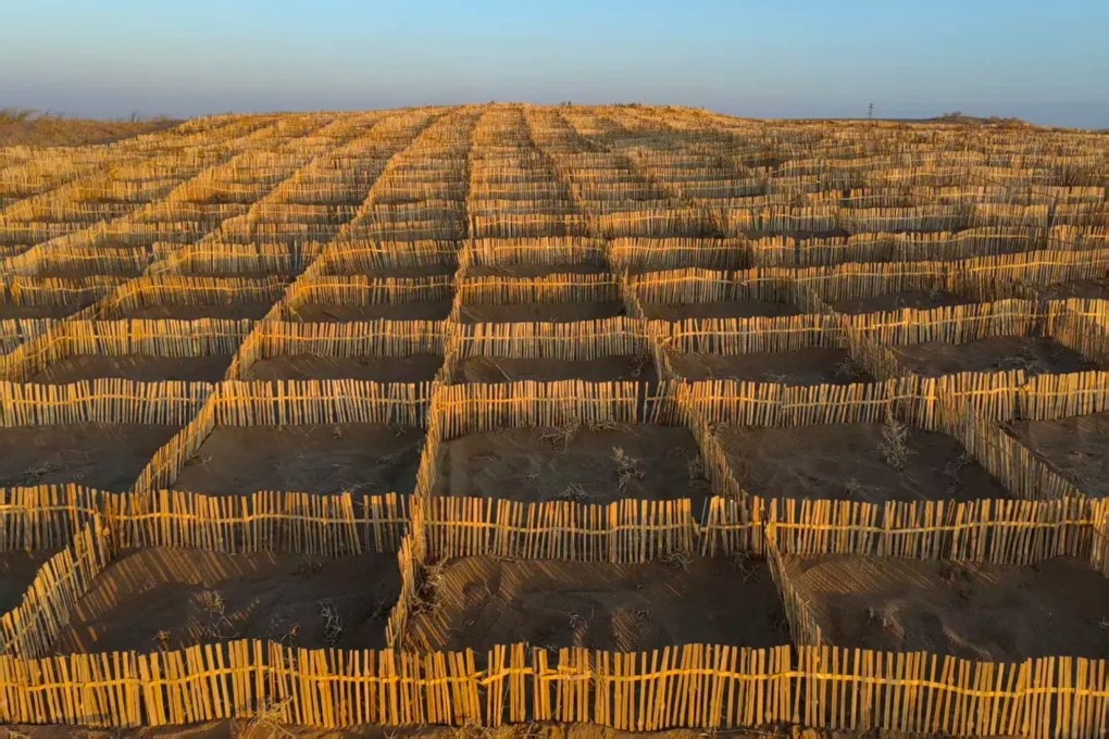 Researchers have proposed using bamboo as a sand barrier in the north of the country. Photo: Handout