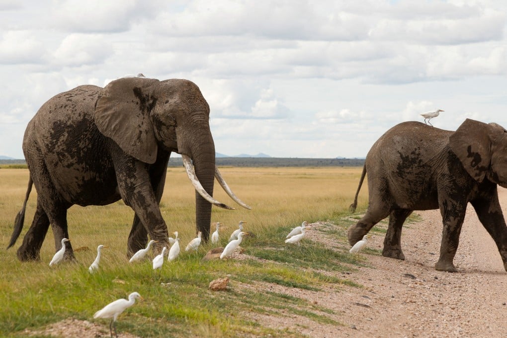 Elephants walk at the Amboseli National Park in Kajiado County, Kenya in 2024. Photo: Reuters