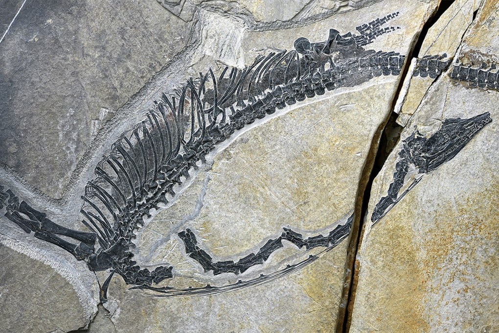The fossil of the Austronaga minuta allows paleontologists to study how Triassic reptiles evolved from land to sea dwellers. Photo: IVPP/Handout
