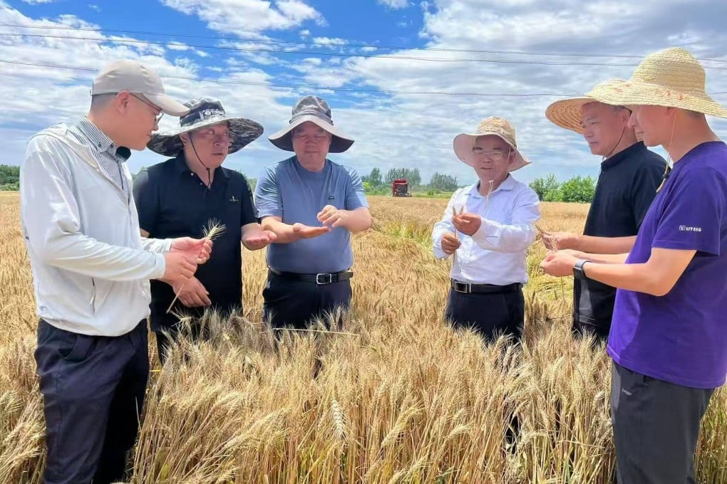 China’s summer grain harvest this year reached 301 billion jin or about 150 million tonnes, according to the People’s Daily. Photo: Beijing Academy of Agriculture and Forestry Sciences