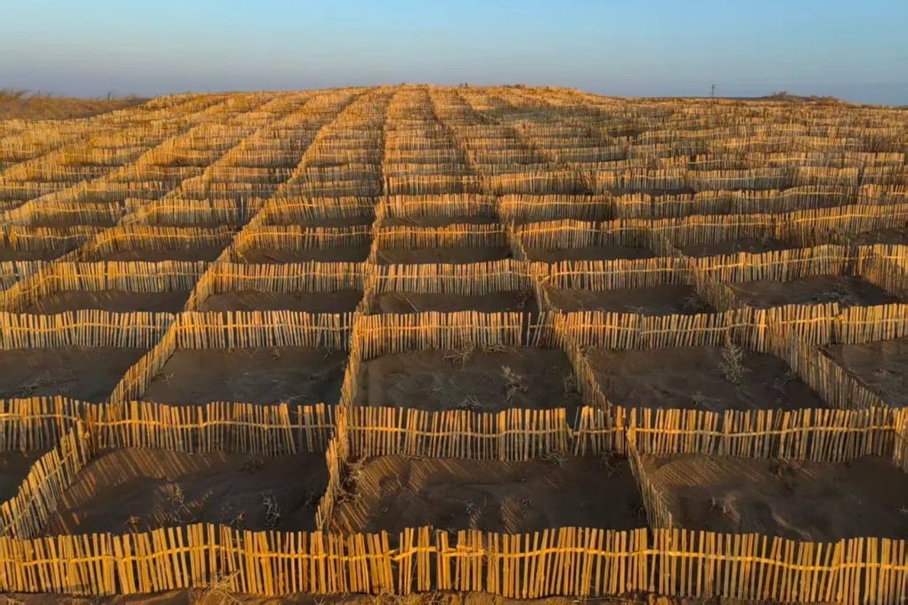 Chinese researchers have proposed using bamboo as a sand barrier in the north of the country. Photo: Handout