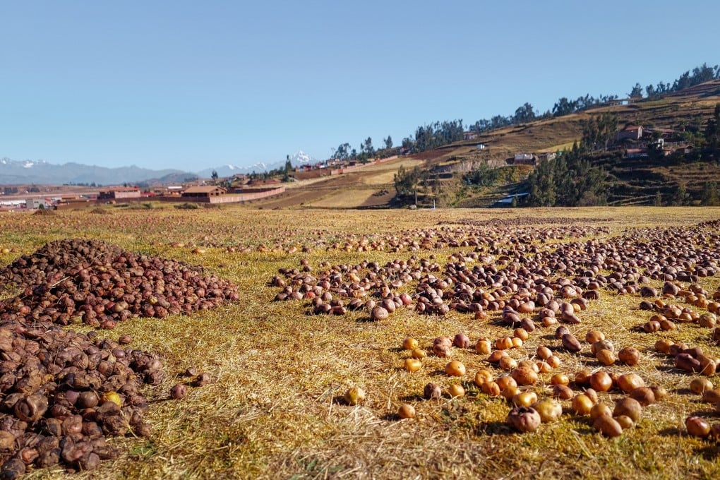 Potatoes dry in the sun in Peru’s Sacred Valley. Photo: Shutterstock