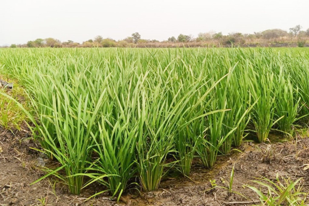 Green Agriculture West Africa Limited's R1 rice variety has proved popular for its resistance to disease and ability to grow on diverse terrain. Photo: Rice Farmers Association of Nigeria