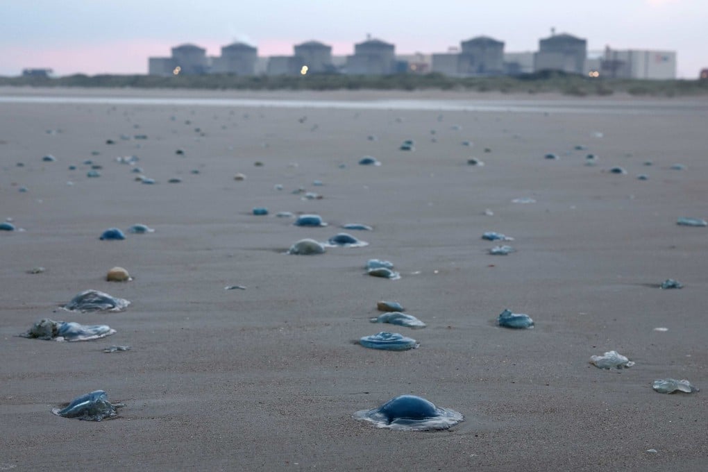 Jellyfish on the shore near the Gravelines nuclear power plant in northern France. A massive influx of jellyfish into the seawater pumping stations at Gravelines forced EDF to shut down three of its reactors on Monday. Photo: AFP