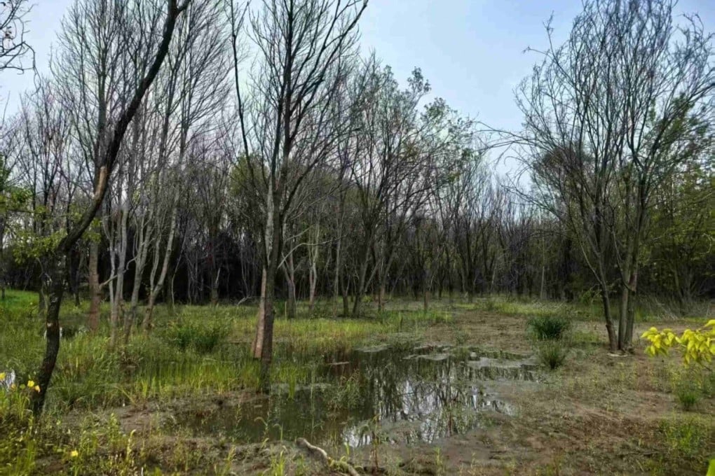 In Jinzhandian Park wetland, thousands of trees have reportedly died across four wooded areas near the water. Photo: Handout
