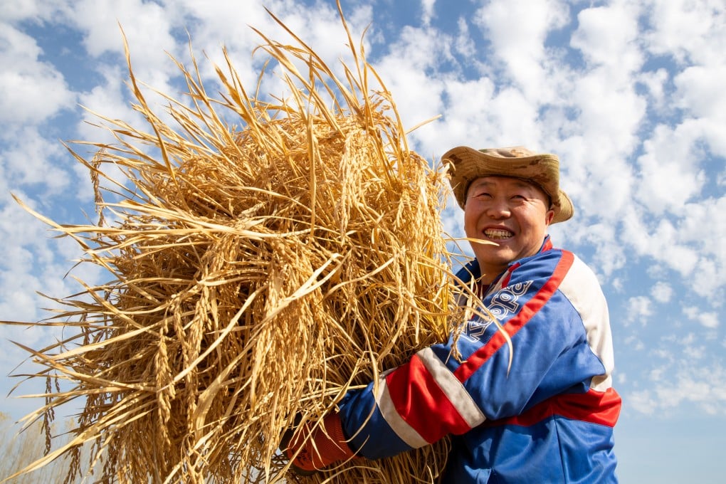 A farmer carries harvested rice in Daoxiang village, Heilongjiang province, in October 2024. In China, rice occupies a special place in the national imagination, somewhere between food and faith. Photo: Xinhua