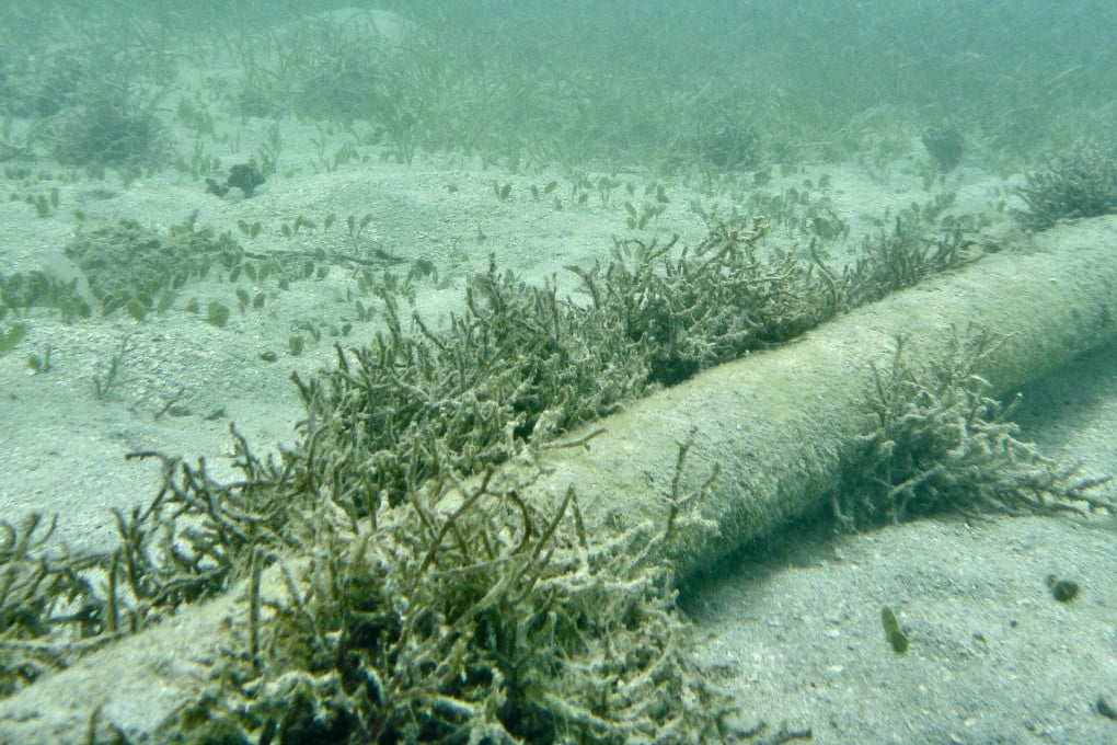 An underwater cable sits on the sea floor. Australia relies heavily on subsea cables for its data. Photo: Getty Images