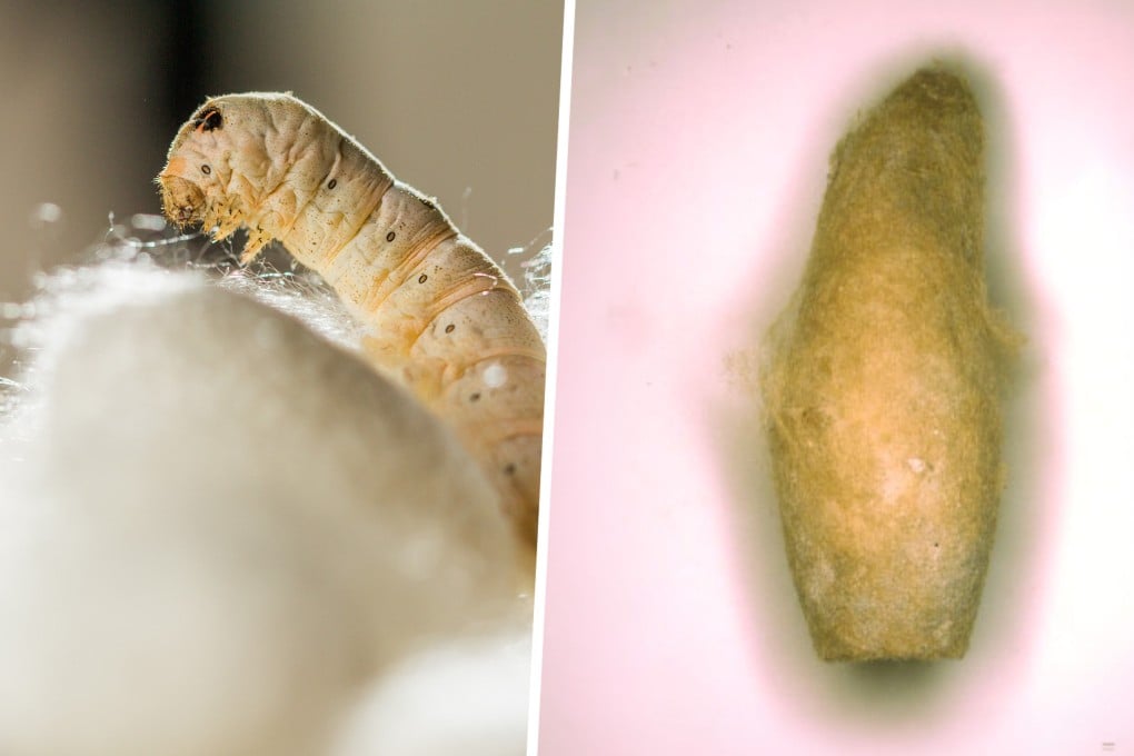Archaeological discoveries reveal the earliest evidence of silkworm cultivation outside China, challenging long-held beliefs that silkworms were solely disseminated via the Silk Road. Photo: SCMP composite/archaeology.org/Shutterstock