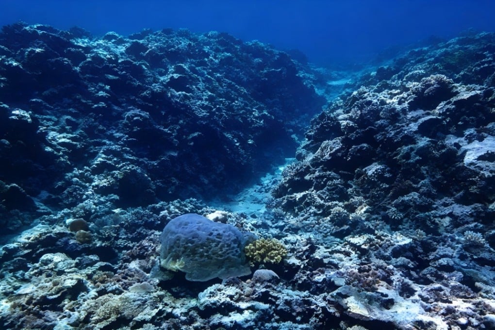Live coral coverage at Sandy Cay in the South China Sea has plummeted by nearly 70 per cent compared with 2016 levels, according to a Chinese ecological report. Photo: Handout