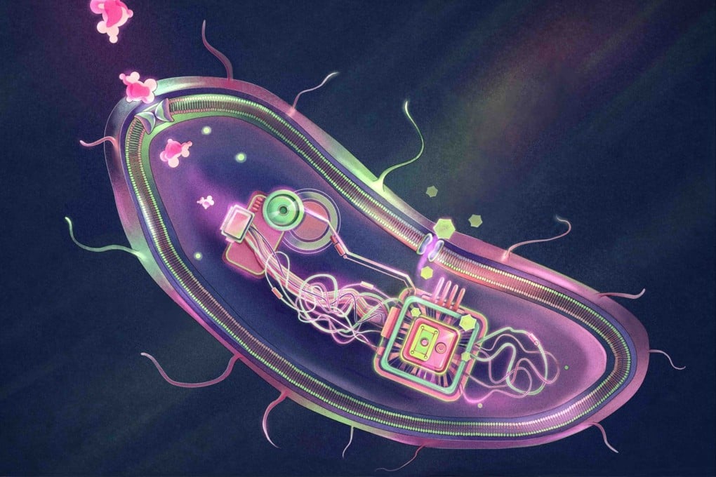 To create a “smart” probiotic that manages diabetes, Chinese scientists implanted a protein that acts like a glucose detector and the gene that encodes GLP-1 into bacteria. Photo: handout