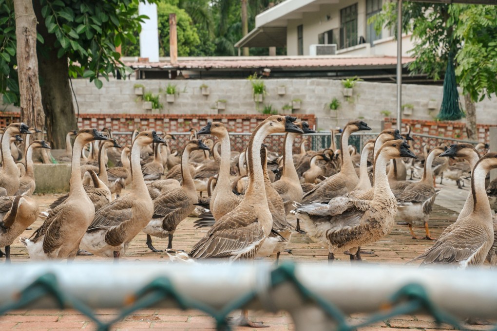 Mature geese enjoying time outside at the Jinbaotian Magang Goose Ecological Conservation Base, in Kaiping, in China's Guangdong province. Photo: Hei Kiu Au