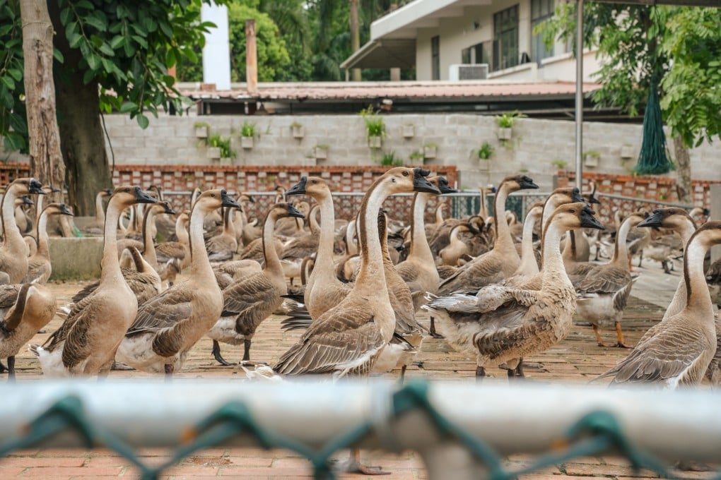 Mature geese enjoying time outside at the Jinbaotian Magang Goose Ecological Conservation Base, in Kaiping, in China's Guangdong province. Photo: Hei Kiu Au