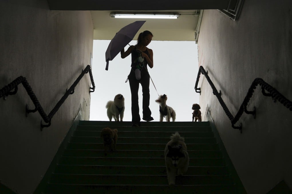 A woman walks her dogs in the rain at Causeway Bay. Photo: Sam Tsang