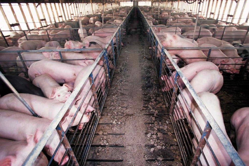 Pigs are housed in pens at a commercial pork production facility. Photo: Handout