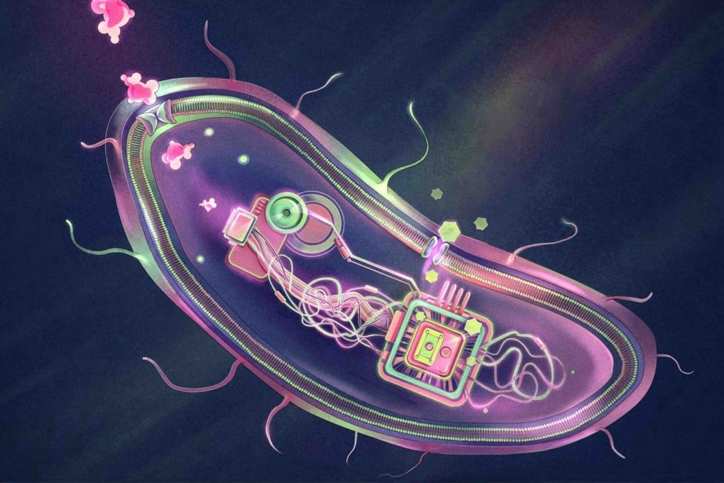 To create a “smart” probiotic that manages diabetes, Chinese scientists implanted a protein that acts like a glucose detector and the gene that encodes GLP-1 into bacteria. Photo: Handout