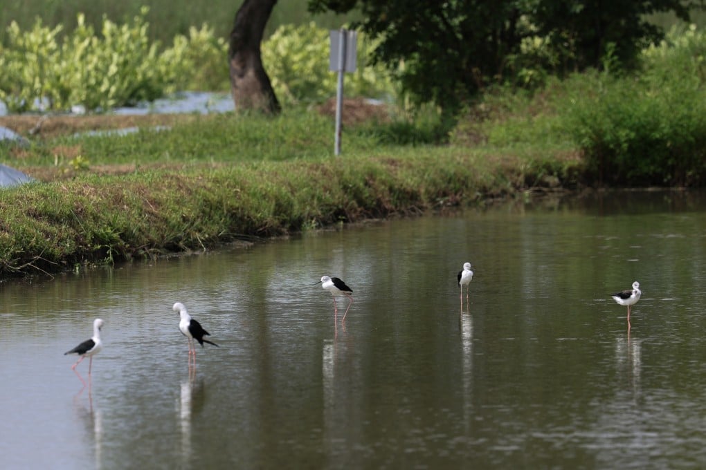 Birds in Long Valley Nature Park on August 15. The Long Valley freshwater wetlands are the largest man-made freshwater wetland remaining in the city. Photo: Edmond So