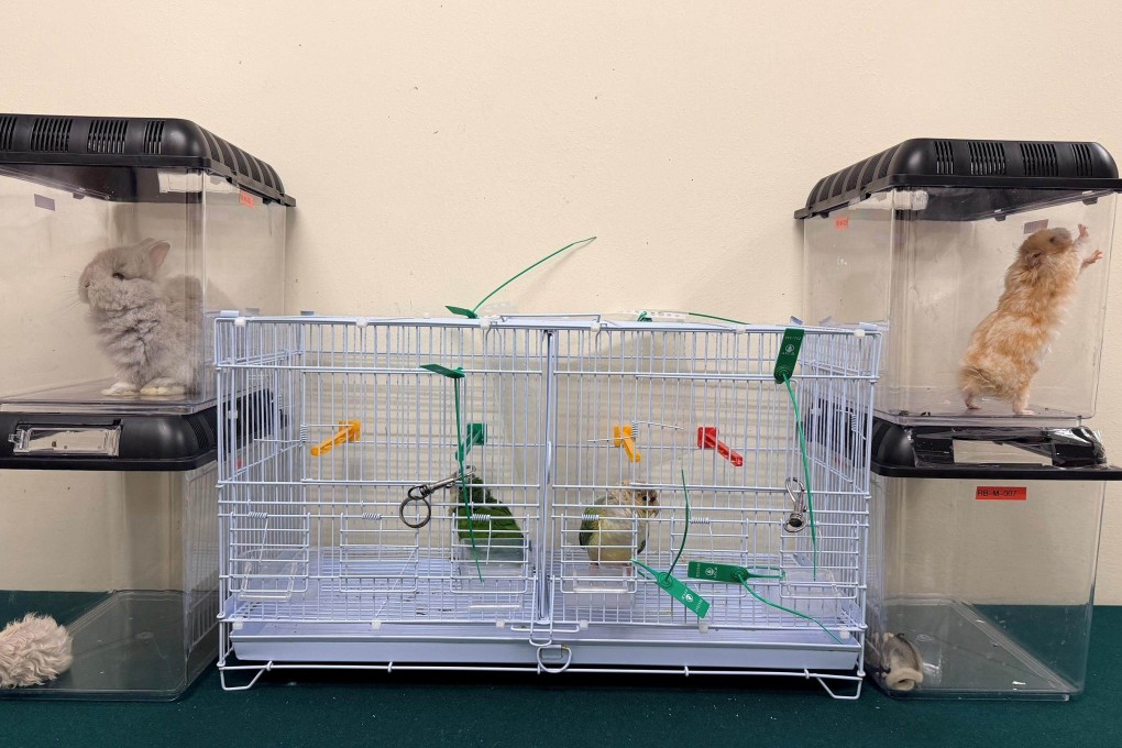 Customs officers stopped a 21-year-old mainland Chinese woman at the Lok Ma Chau Spur Line control point and found a rabbit, hamster, guinea pig, sugar glider and two parrots suspected to be endangered species. Photo: Handout