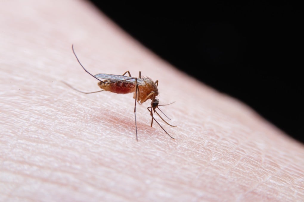 Dengue fever is a virus spread through the bites of infected mosquitoes. Photo: Shutterstock