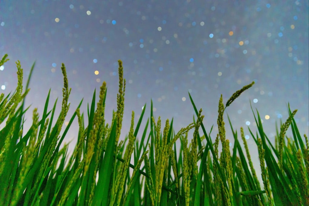 Chinese researchers say their programmable synthetic immune receptors can be introduced into plants to help them detect proteins made by specific bacteria, viruses and fungi, triggering an immune response. Photo: Xinhua