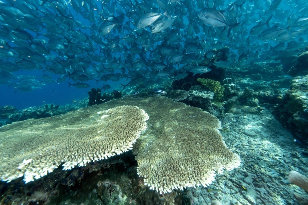 A school of fish swims over a large table coral in the waters off the coast of Malaysia’s Sabah state on June 7. Photo: Anadolu/Getty Images