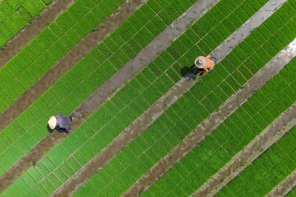 Villagers work in rice paddies at a farm in Anhui province on May 18. Photo: Getty Images
