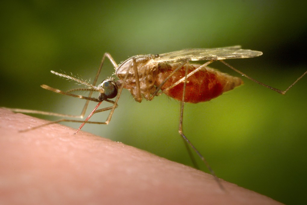 A feeding female Anopheles funestus mosquito is seen in a 2014 image. Photo: CDC via AP