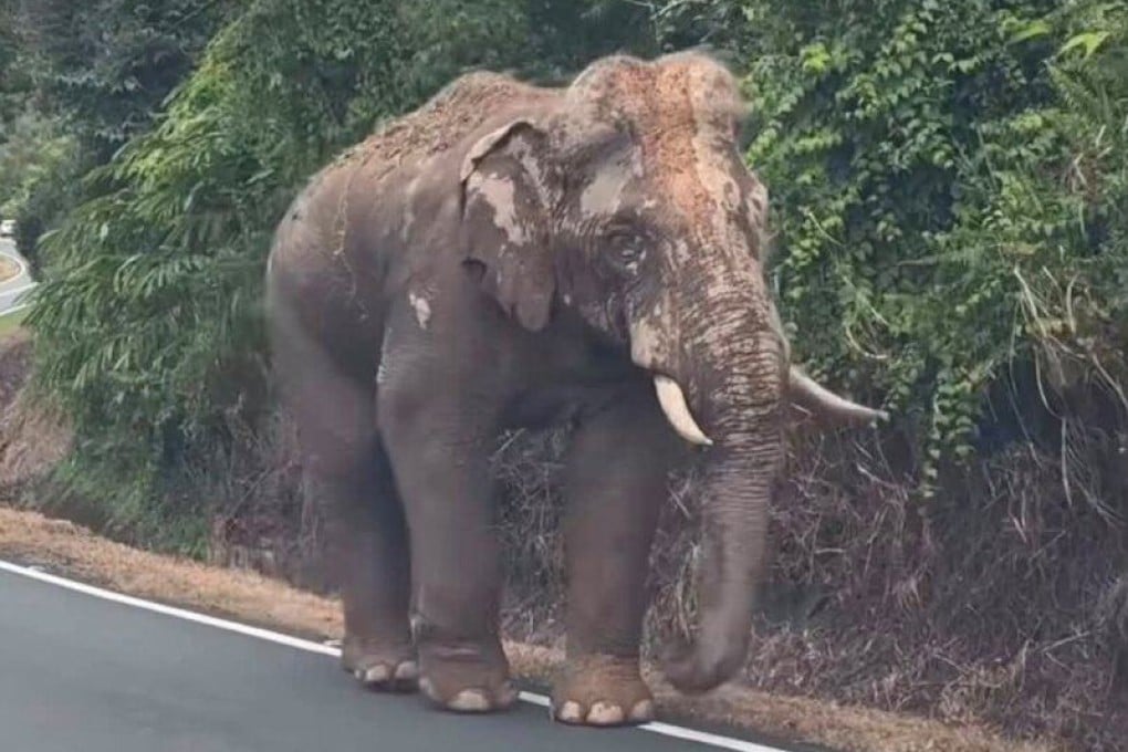 Sulong walks along a road on his 100km journey back home in August. Photo: X/jjhwonu
