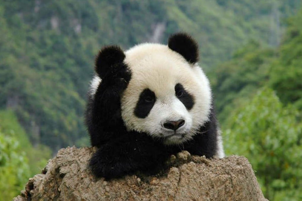 The Giant Panda National Park was established in 2020. Photo: China Media Group