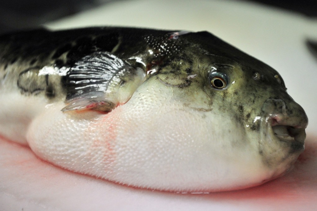 Warming Seas Create Hybrid Fugu, Toxin Risks Rise