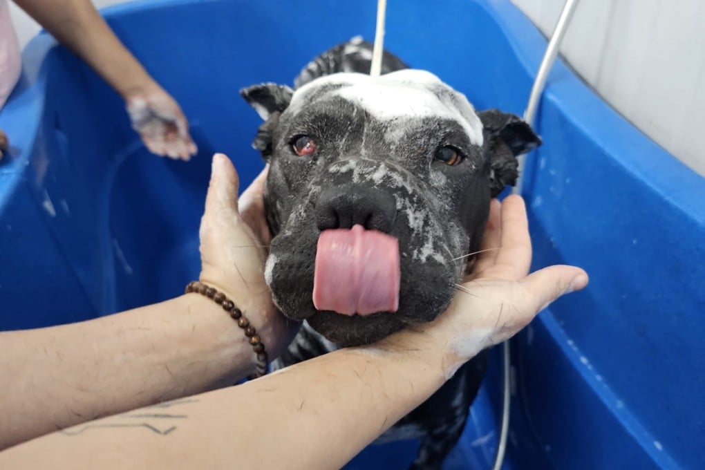  The Love Adopt Animal Society
