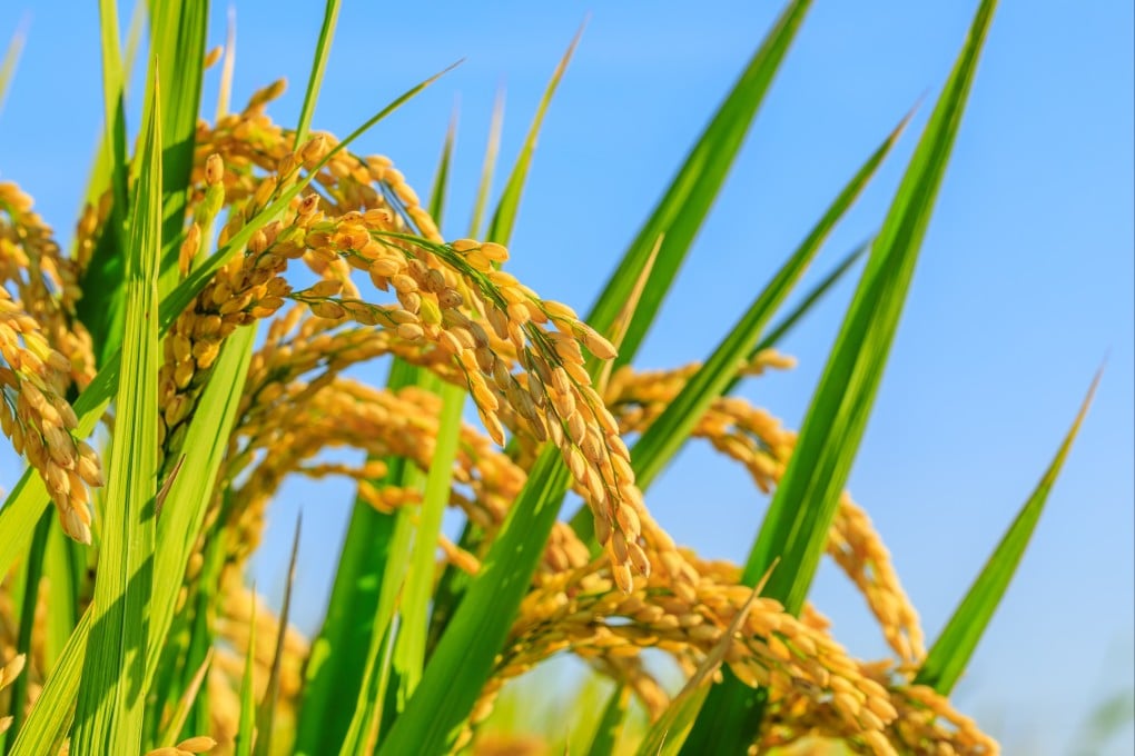 China has invested heavily in the development of new varities of rice and other crops. Photo: Shutterstock