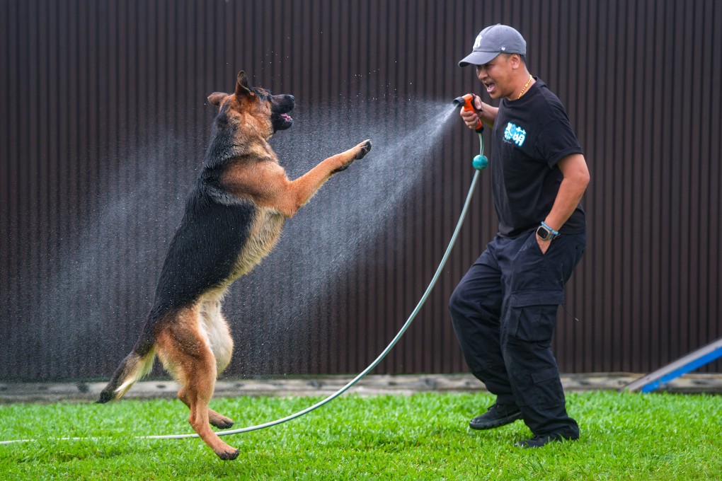 Jack Chan, dog training director at Hong Kong pet training centre Dogather, plays with Fifteen, who is awaiting adoption. Photo: Elson Li