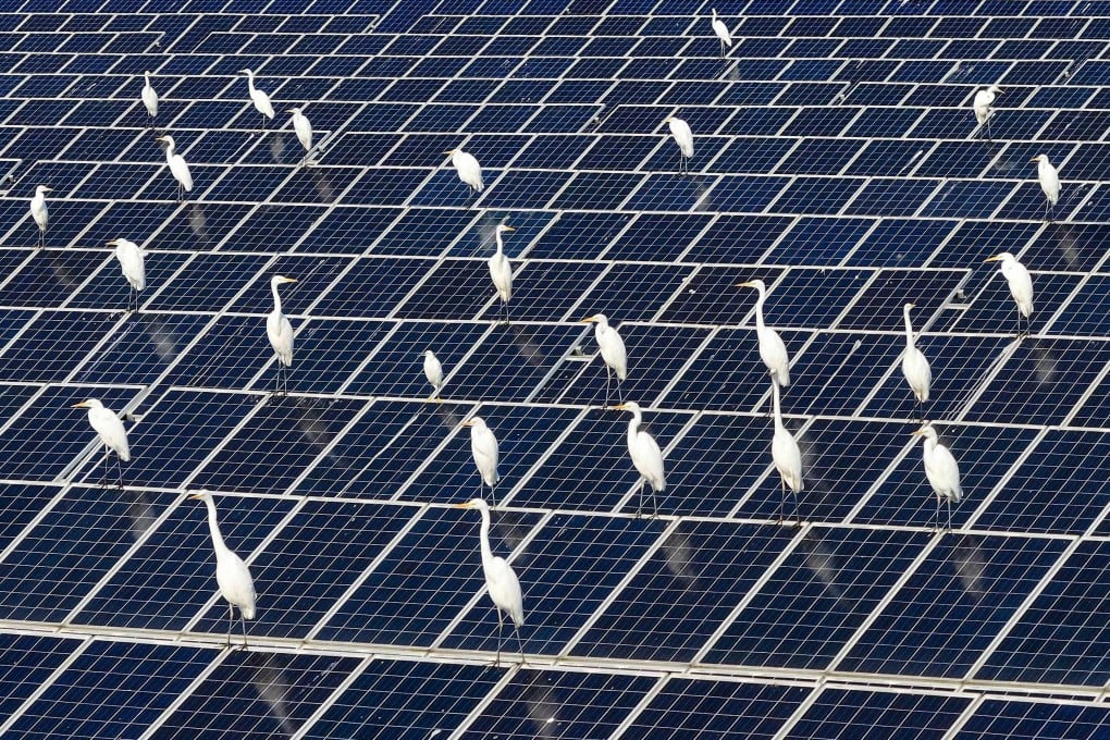 Egrets rest amongst solar panels at a “fishing and light complementary solar photovoltaic base” in Jiangsu province, China. Photo: AFP