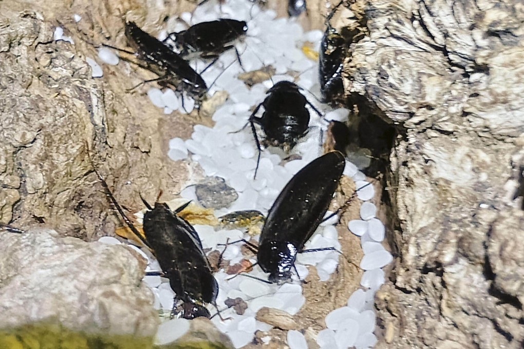 Japanese cockroaches swarm on rice in Sapporo, Hokkaido, in June. Photo: Kyodo