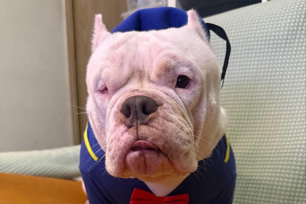 Monchiu died under anesthesia at a vet’s clinic, according to the dog’s owners. Photo: Handout