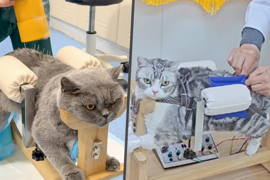 More Chinese pet owners are choosing traditional Chinese medicine (TCM) to treat chronic illnesses in their cats and dogs. Photo: SCMP composite/RedNote