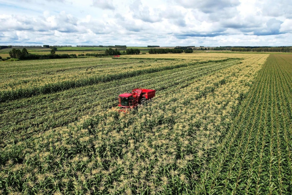 A harvester operates in a corn field in northeast China’s Heilongjiang province on Wednesday. Photo: Xinhua