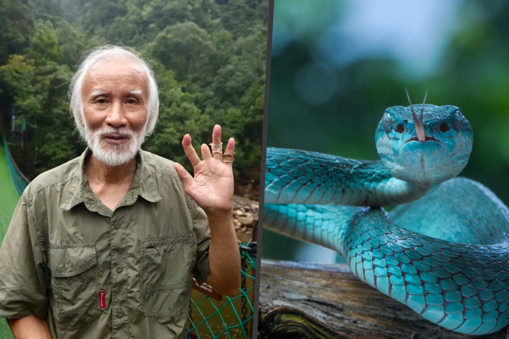 Widely known as the “Snake Doctor,” 77-year-old Chen Yuanhui has dedicated his life to snakes, even losing a finger after surviving nine lethal Mangshan pit viper bites. Photo: SCMP composite/Shutterstock/QQ.com