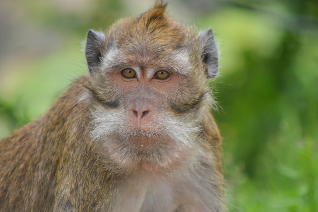 The expansion of China’s biotechnology industry is driving up demand for primates. Photo: Shutterstock