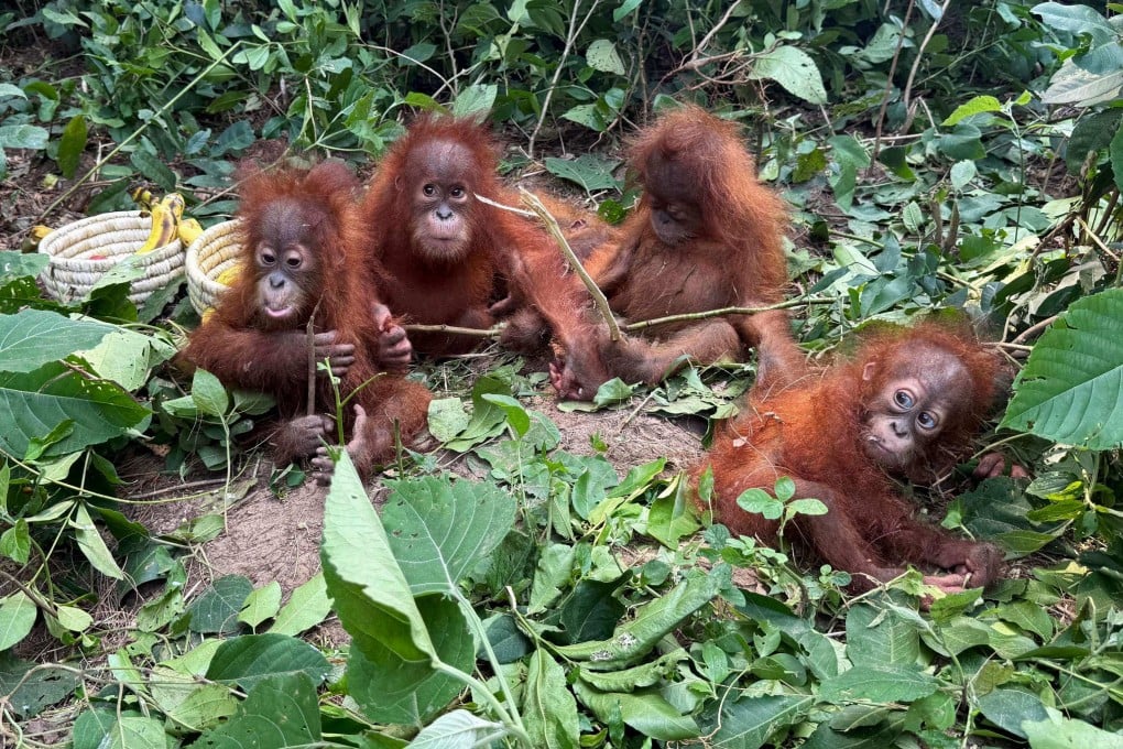 The rescued orangutans sit next to bananas at a forest in Balasore district, India’s Odisha state, on Tuesday. Photo: Odisha Forest Department/AFP