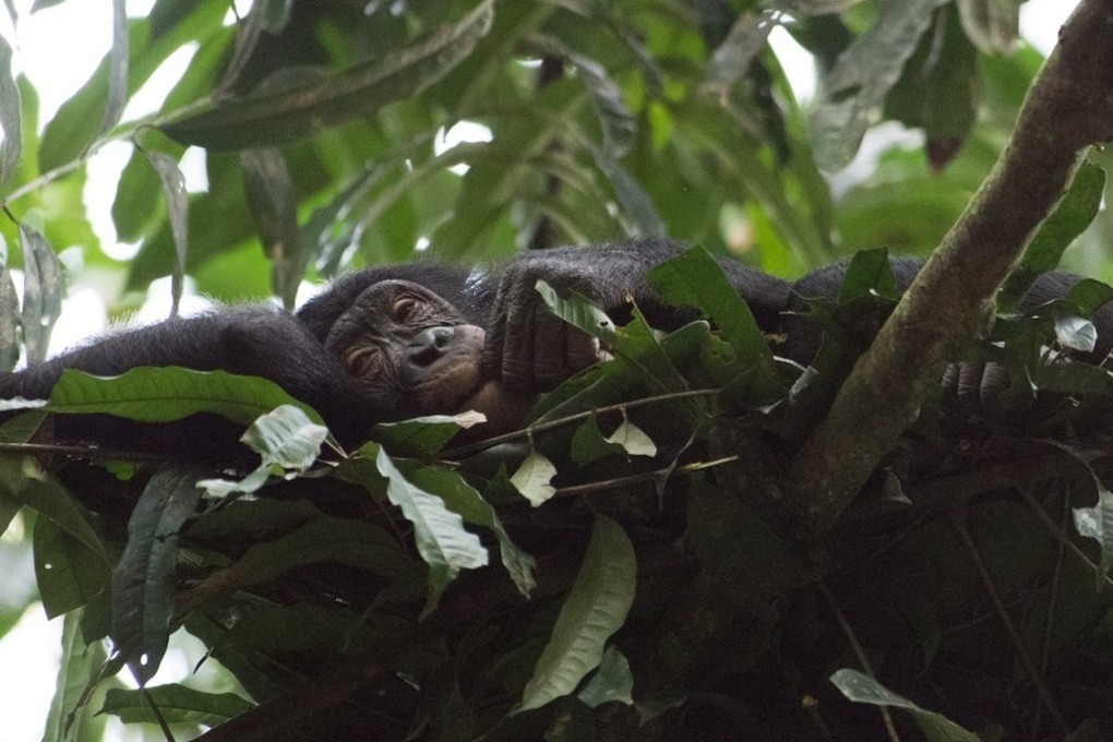A bonobo asleep in its nest. Humans have evolved to need less sleep than tree-sleeping primates, according to sleep expert and evolutionary anthropologist David R Samson
Photo: Instagram/bonobodotorg/