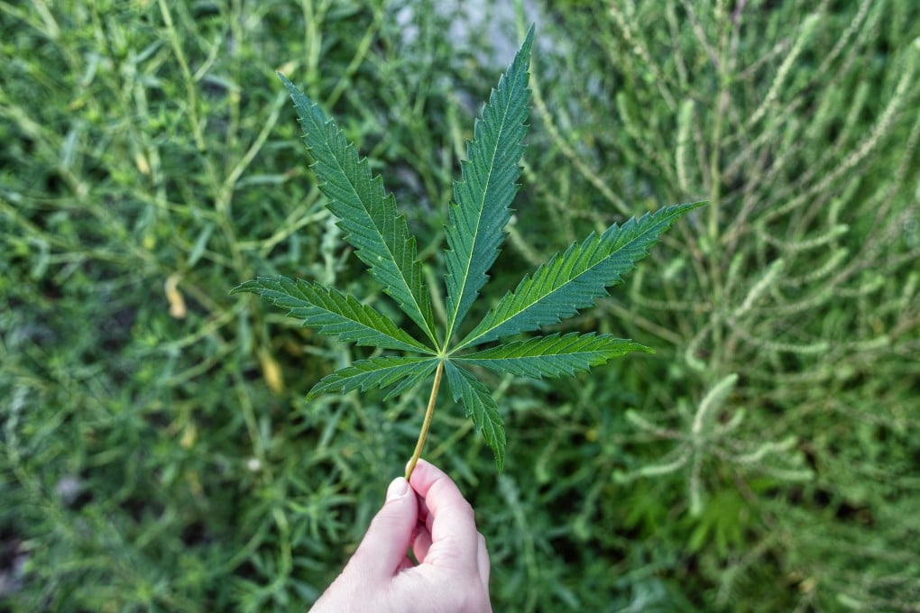In Japan, smuggling cannabis for the purpose of making profit carries up to 10 years in prison. Photo: Shutterstock