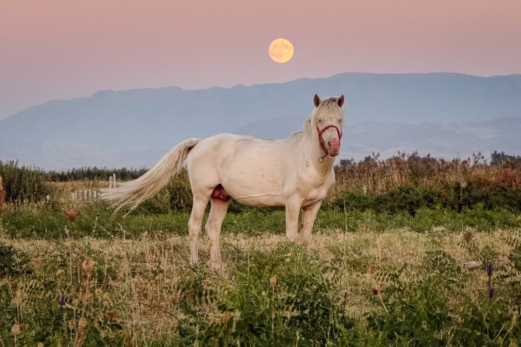 Nurbol Baimukhanov’s Zhabe horse, Ayan, near Almaty, Kazakhstan. Photo: courtesy Nurbol Baimukhanov