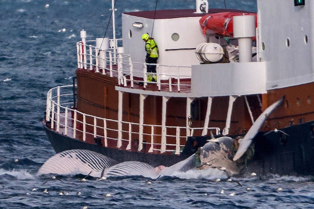A ship transports a whale to a processing plant near Reykjavik, Iceland. The Icelandic government plans to introduce a bill to end whaling, which would leave Japan and Norway as the world’s last commercial whalers. Photo: AFP
