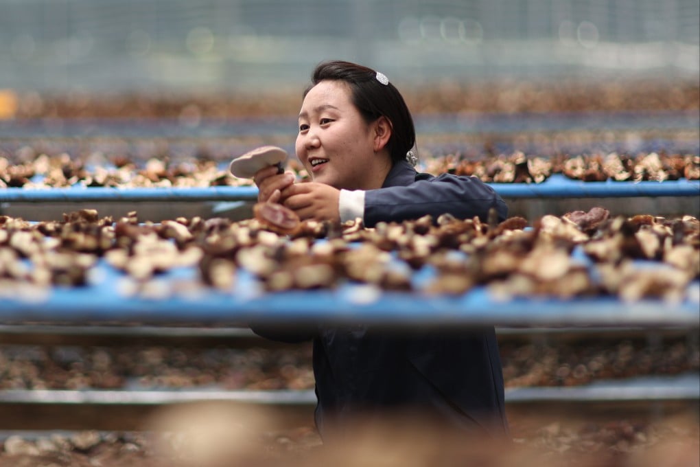 A university graduate checks air-dried lingzhi mushrooms in a greenhouse in Milin, in western China’s Tibet autonomous region, on September 14, Photo: Xinhua
