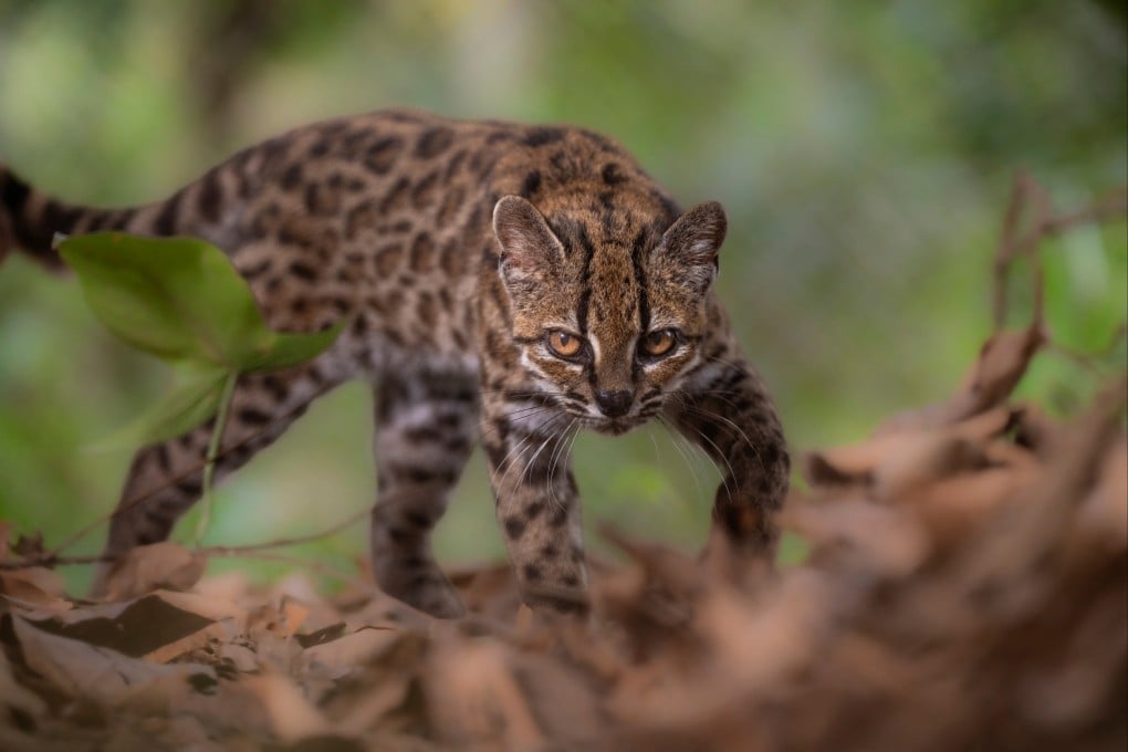 A Tilcayo walks at the Senda Verde animal refuge in the Yungas region, Bolivia, on September 1. Photo: National Geographic via Reuters